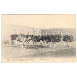 EGYPTE - SCENES ET TYPES - UN PARC A AUTRUCHES - CARTE POSTALE