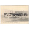EGYPTE - SCENES ET TYPES - UN PARC A AUTRUCHES - CARTE POSTALE