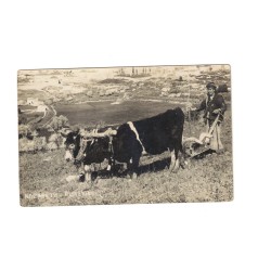 PALESTINE - NAZARETH - POULGHING - PAYSAN - CARTE POSTALE PHOTO