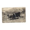 PALESTINE - NAZARETH - POULGHING - PAYSAN - CARTE POSTALE PHOTO